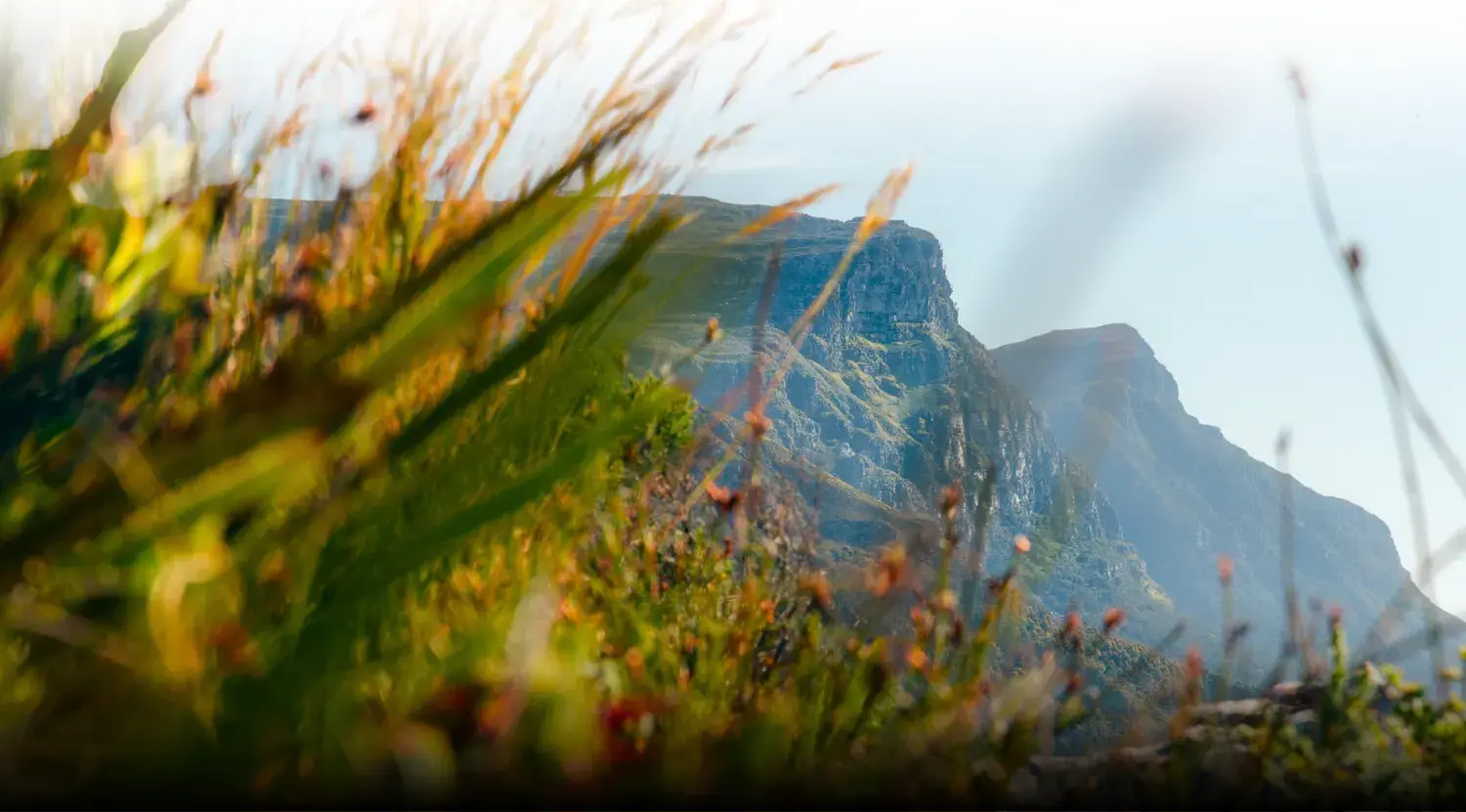 Fynbos in the foreground with Table Mountain's cliffs behind